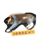 うちの野良猫たち（個別スタンプ：16）