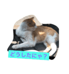 うちの野良猫たち（個別スタンプ：21）