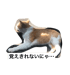 うちの野良猫たち（個別スタンプ：22）