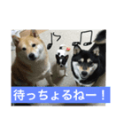 我が家の柴犬＆チワワ（個別スタンプ：4）