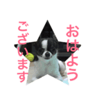 我が家の柴犬＆チワワ（個別スタンプ：5）