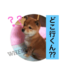 我が家の柴犬＆チワワ（個別スタンプ：7）