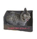 家猫すーもPart2（個別スタンプ：10）