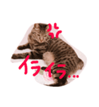 猫森おかか＆おもちの日常（個別スタンプ：12）