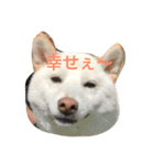 柴犬を愛する者よ（個別スタンプ：13）