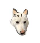 柴犬を愛する者よ（個別スタンプ：15）