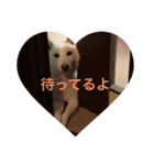 柴犬を愛する者よ（個別スタンプ：16）