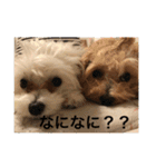 我が家の愛犬ココとシェリー（個別スタンプ：4）