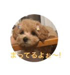 我が家の愛犬ココとシェリー（個別スタンプ：8）