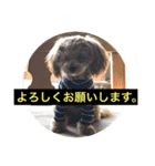 我が家の愛犬ココとシェリー（個別スタンプ：18）