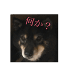 黒豆柴犬の気持ち（個別スタンプ：2）