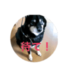 黒豆柴犬の気持ち（個別スタンプ：15）