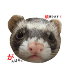 I LOVE FERRET 11 フェレット（個別スタンプ：4）