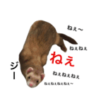 I LOVE FERRET 11 フェレット（個別スタンプ：5）