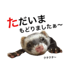 I LOVE FERRET 11 フェレット（個別スタンプ：6）