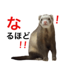 I LOVE FERRET 11 フェレット（個別スタンプ：7）