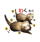 I LOVE FERRET 11 フェレット（個別スタンプ：8）