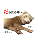 I LOVE FERRET 11 フェレット（個別スタンプ：13）