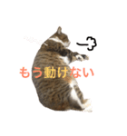 私の猫の名前は舞（個別スタンプ：4）