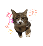 私の猫の名前は舞（個別スタンプ：23）