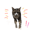 私の猫の名前は舞（個別スタンプ：24）