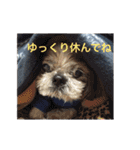 シーズー犬カン太（個別スタンプ：38）