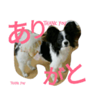 光男くんdog（個別スタンプ：1）