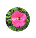 宮古島Flower（個別スタンプ：16）
