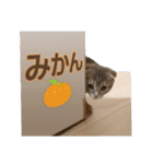 ねこのみかんちゃん（個別スタンプ：4）