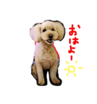 犬のうーたん（個別スタンプ：1）