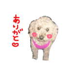 犬のうーたん（個別スタンプ：6）