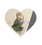 コザクラインコのあいさつ（個別スタンプ：2）