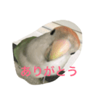 コザクラインコのあいさつ（個別スタンプ：4）