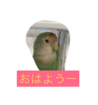 コザクラインコのあいさつ（個別スタンプ：6）