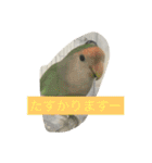 コザクラインコのあいさつ（個別スタンプ：8）