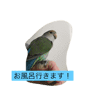 コザクラインコのあいさつ（個別スタンプ：10）