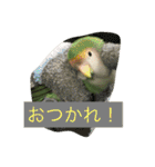 コザクラインコのあいさつ（個別スタンプ：11）