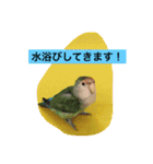 コザクラインコのあいさつ（個別スタンプ：12）