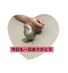 コザクラインコのあいさつ（個別スタンプ：14）