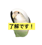 コザクラインコのあいさつ（個別スタンプ：16）