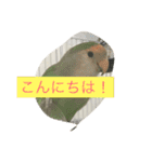 コザクラインコのあいさつ（個別スタンプ：17）