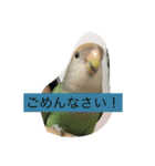 コザクラインコのあいさつ（個別スタンプ：18）