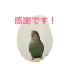 コザクラインコのあいさつ（個別スタンプ：21）