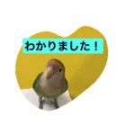 コザクラインコのあいさつ（個別スタンプ：22）