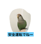 コザクラインコのあいさつ（個別スタンプ：24）