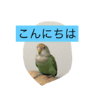 コザクラインコのあいさつ（個別スタンプ：29）