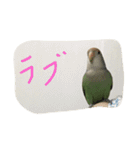 コザクラインコのあいさつ（個別スタンプ：30）