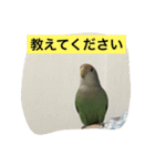 コザクラインコのあいさつ（個別スタンプ：32）