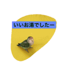 コザクラインコのあいさつ（個別スタンプ：36）