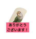 コザクラインコのあいさつ（個別スタンプ：39）